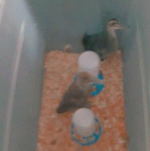 Meet your Posher, Vivian